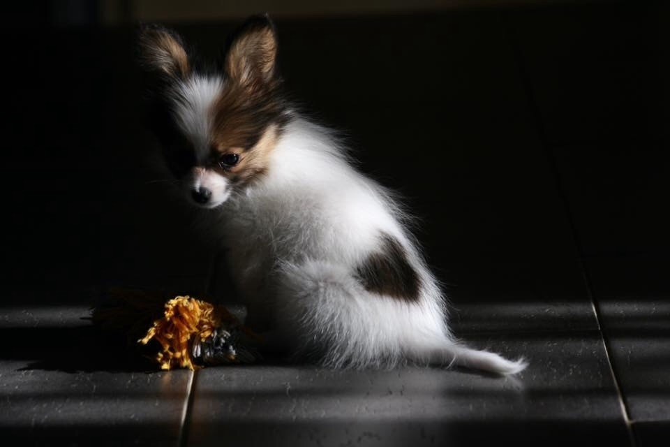 Publication : of whitsunday Ranch Auteur : Isabelle Huchon