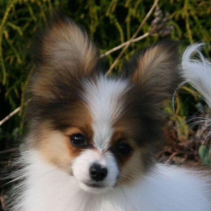 Publication : of whitsunday Ranch Auteur : Isabelle Huchon