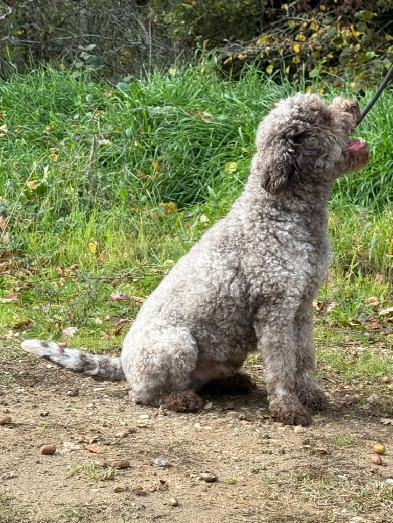 Topaze des coleres de Zeus