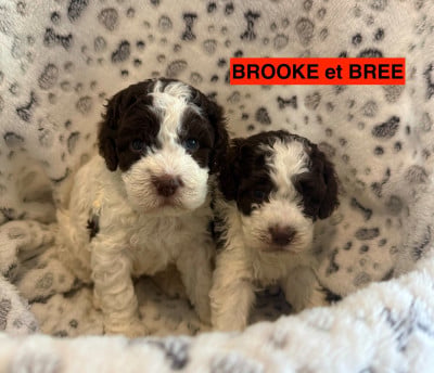 Les chiots de Lagotto Romagnolo
