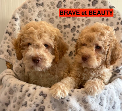 Les chiots de Lagotto Romagnolo