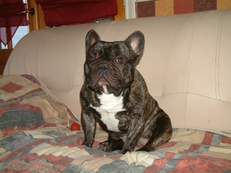 Archange Le berceau des loups anges