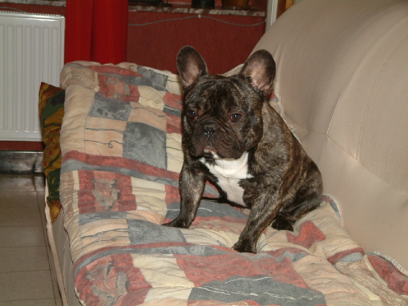 Archange Le berceau des loups anges