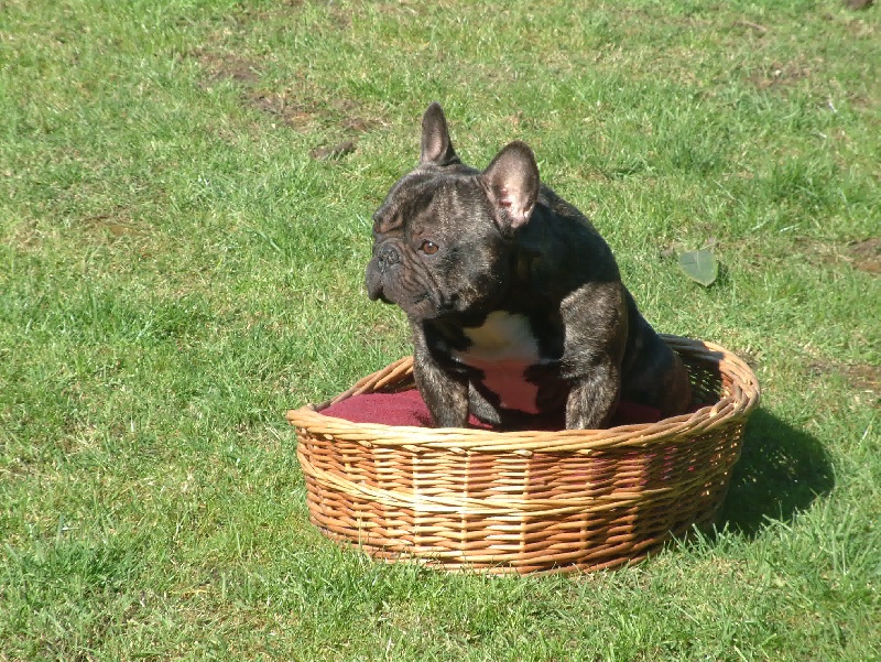 Archange Le berceau des loups anges