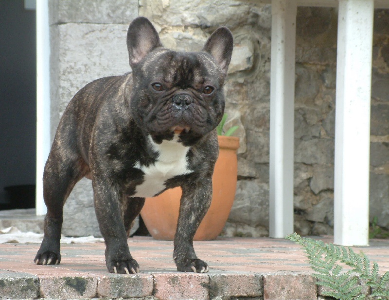 Archange Le berceau des loups anges