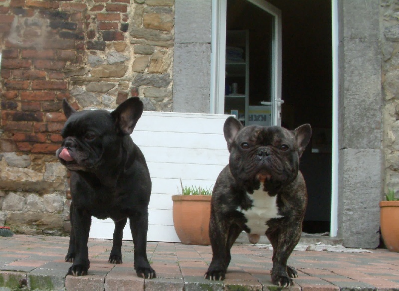 Archange Le berceau des loups anges