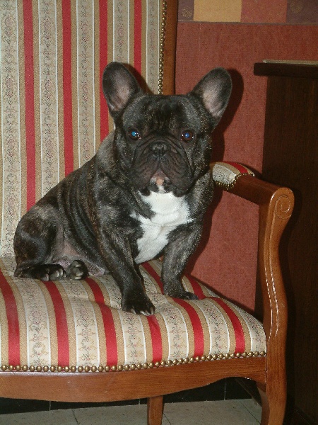 Archange Le berceau des loups anges