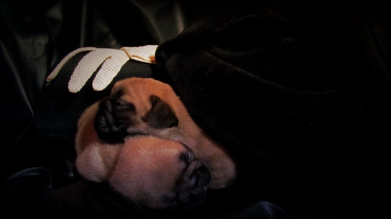 Malevarc Occhi d'Amore - Bouledogue français - Portée née le 07/08/2015