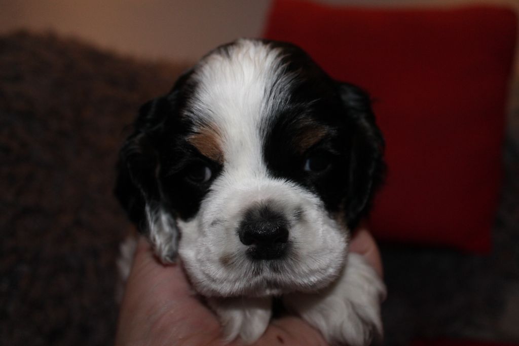 Meggie's Oh My Love I Dream Of You aka Jazzy