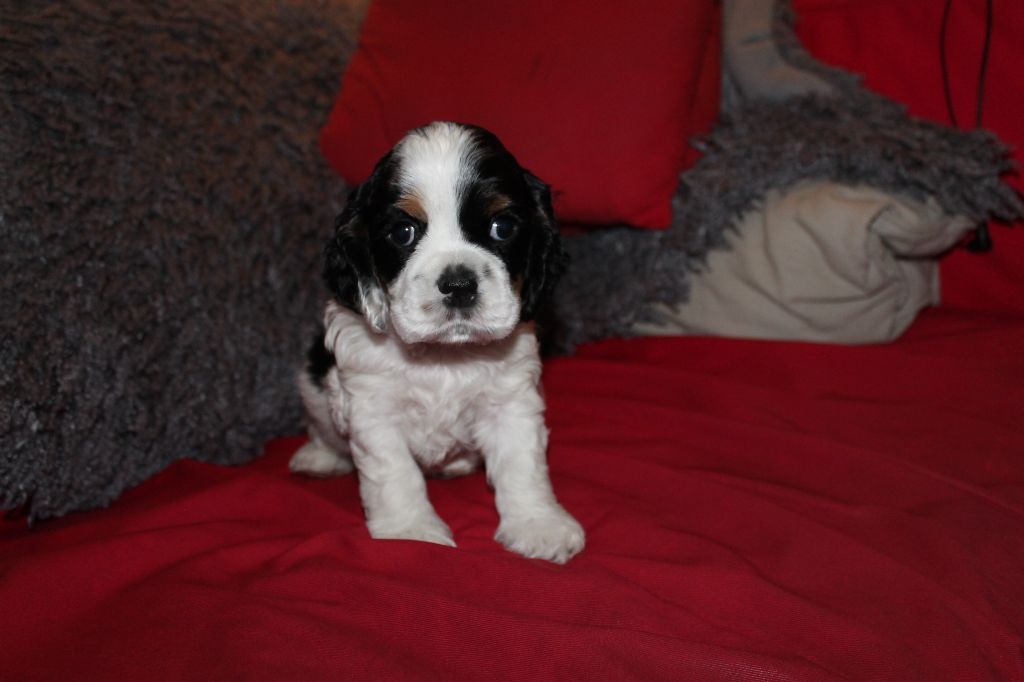 Meggie's Oh My Love I Dream Of You aka Jazzy