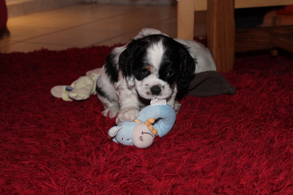 Meggie's Oh My Love I Dream Of You aka Jazzy