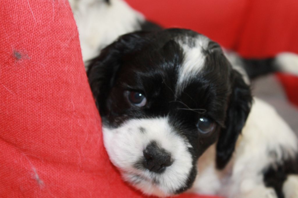 Meggie's Oh Beautiful Girl dit Mia