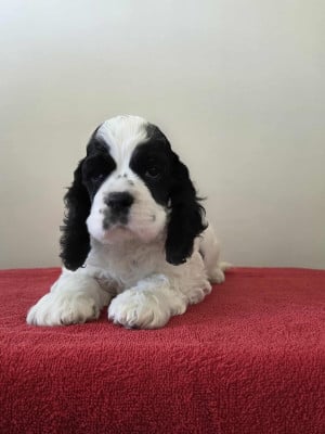 Les chiots de American Cocker Spaniel