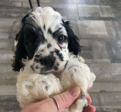 Les chiots de American Cocker Spaniel