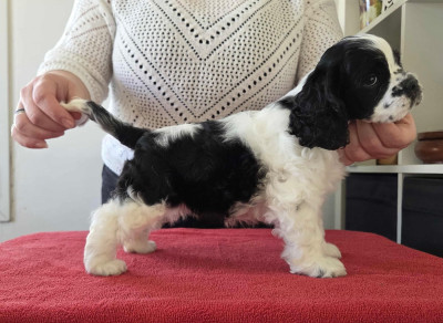 Les chiots de American Cocker Spaniel