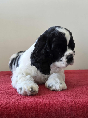Les chiots de American Cocker Spaniel