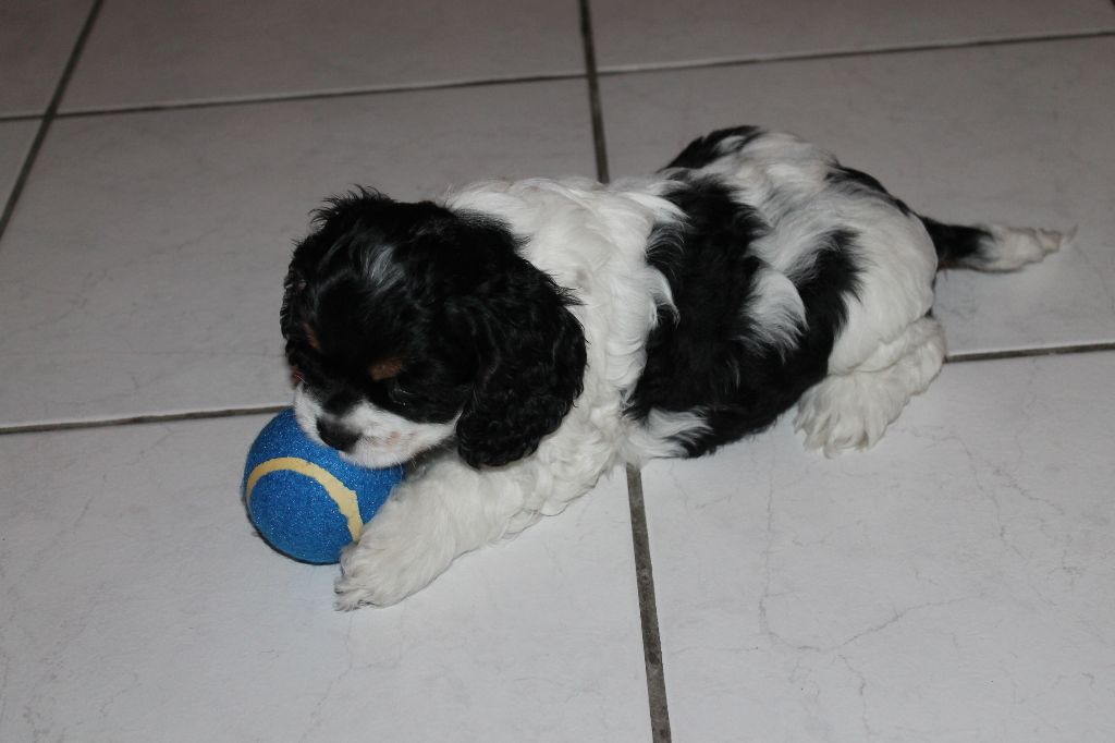 Meggie's Over The Rainbow