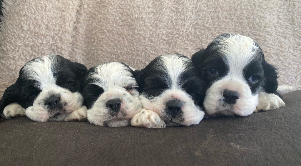 American Cocker Spaniel - Meggie's