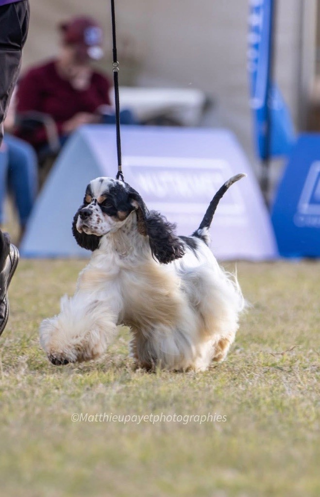 CH. Meggie's Simply love - CACS CACIB BOB 2BOG