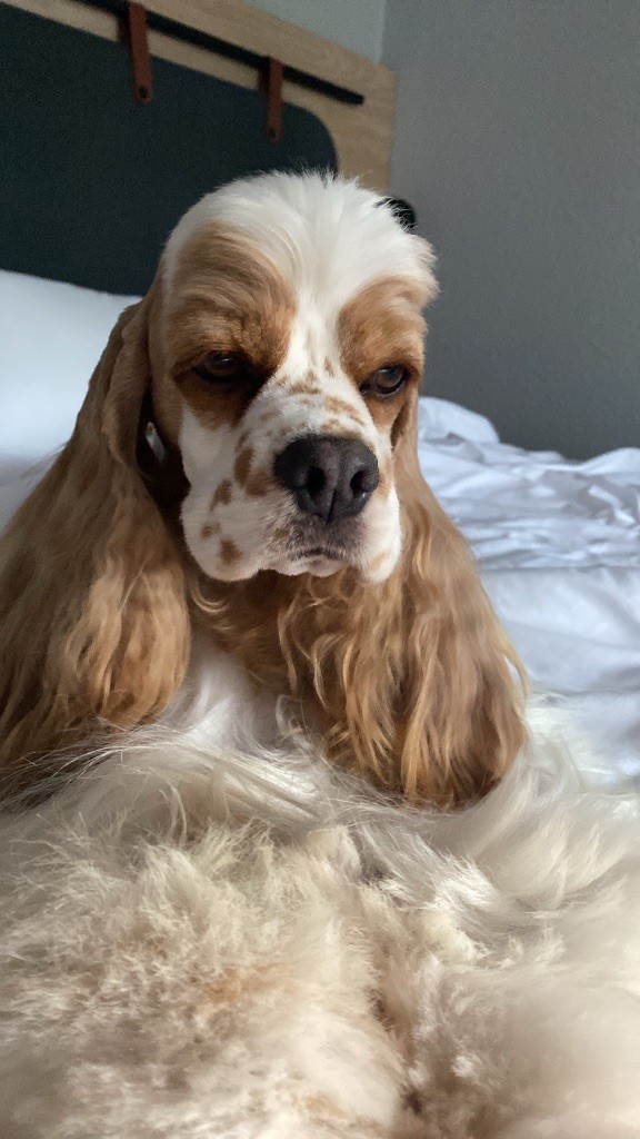 CH. Meggie's Such so lovely dream - CACL RCACIB