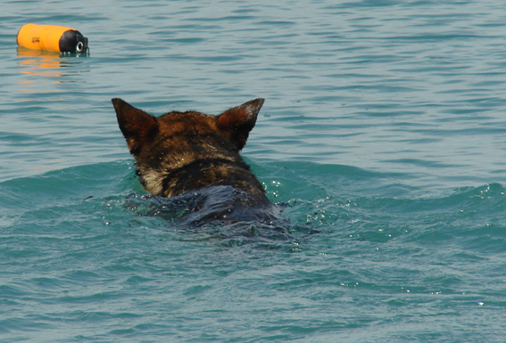 Publication : des Terres d'Avallon Auteur : BOYAVAL.S