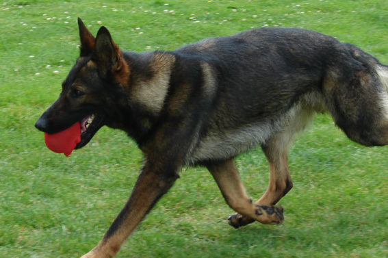 Publication : des Terres d'Avallon Auteur : BOYAVAL.S