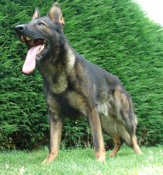 Publication : des Terres d'Avallon Auteur : BOYAVAL.S