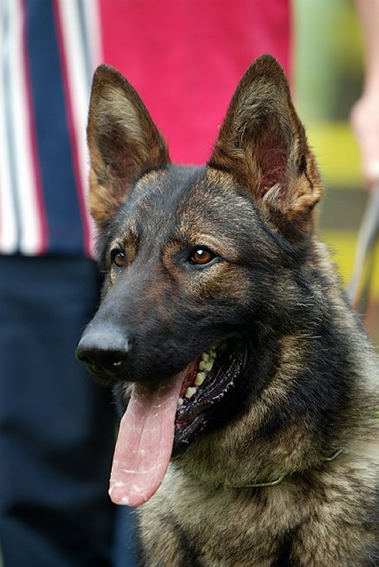 Publication : des Terres d'Avallon Auteur : BOYAVAL.S