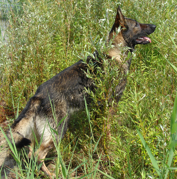 Publication : des Terres d'Avallon Auteur : BOYAVAL.S