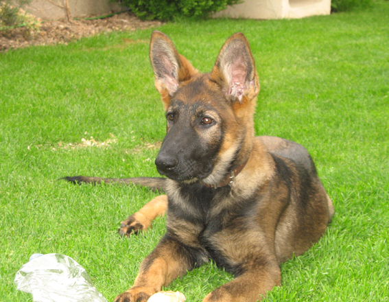 Publication : des Terres d'Avallon Auteur : BOYAVAL.S