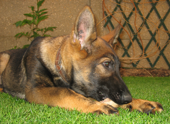 Publication : des Terres d'Avallon Auteur : BOYAVAL.S