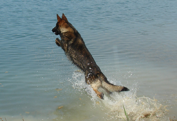 Publication : des Terres d'Avallon Auteur : BOYAVAL.S