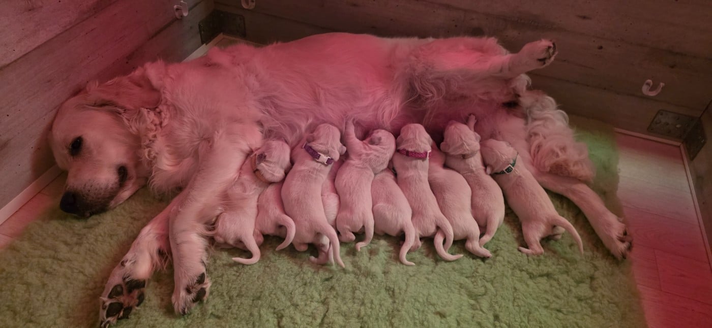 CHIOT 4 - Golden Retriever
