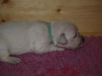 du logis d'Ecot - Golden Retriever - Portée née le 18/07/2018