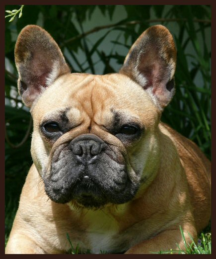 Publication : de l'Ordre du Phenix