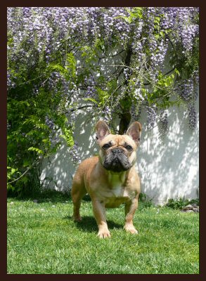 Publication : de l'Ordre du Phenix