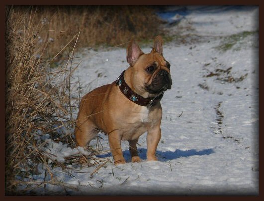 Publication : de l'Ordre du Phenix