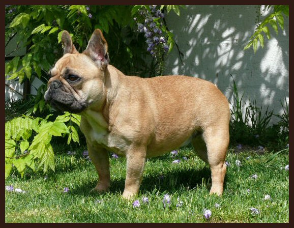 Publication : de l'Ordre du Phenix