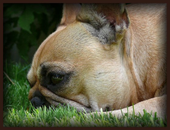 Publication : de l'Ordre du Phenix