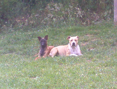 Publication : de la Vallée de l'Eau Vive Auteur : fleury et jacq