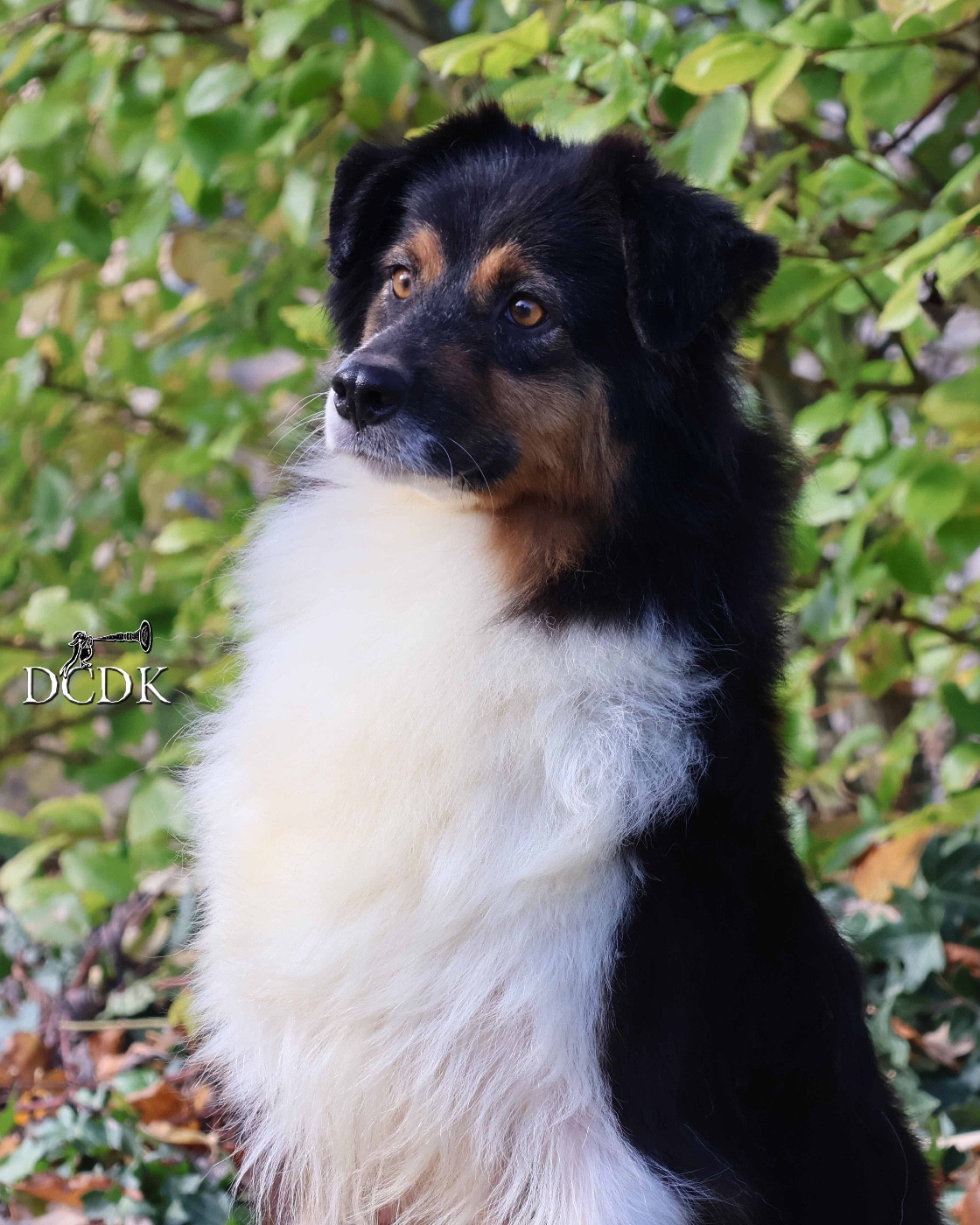 Publication : du chemin des korrigans Auteur : DCDK