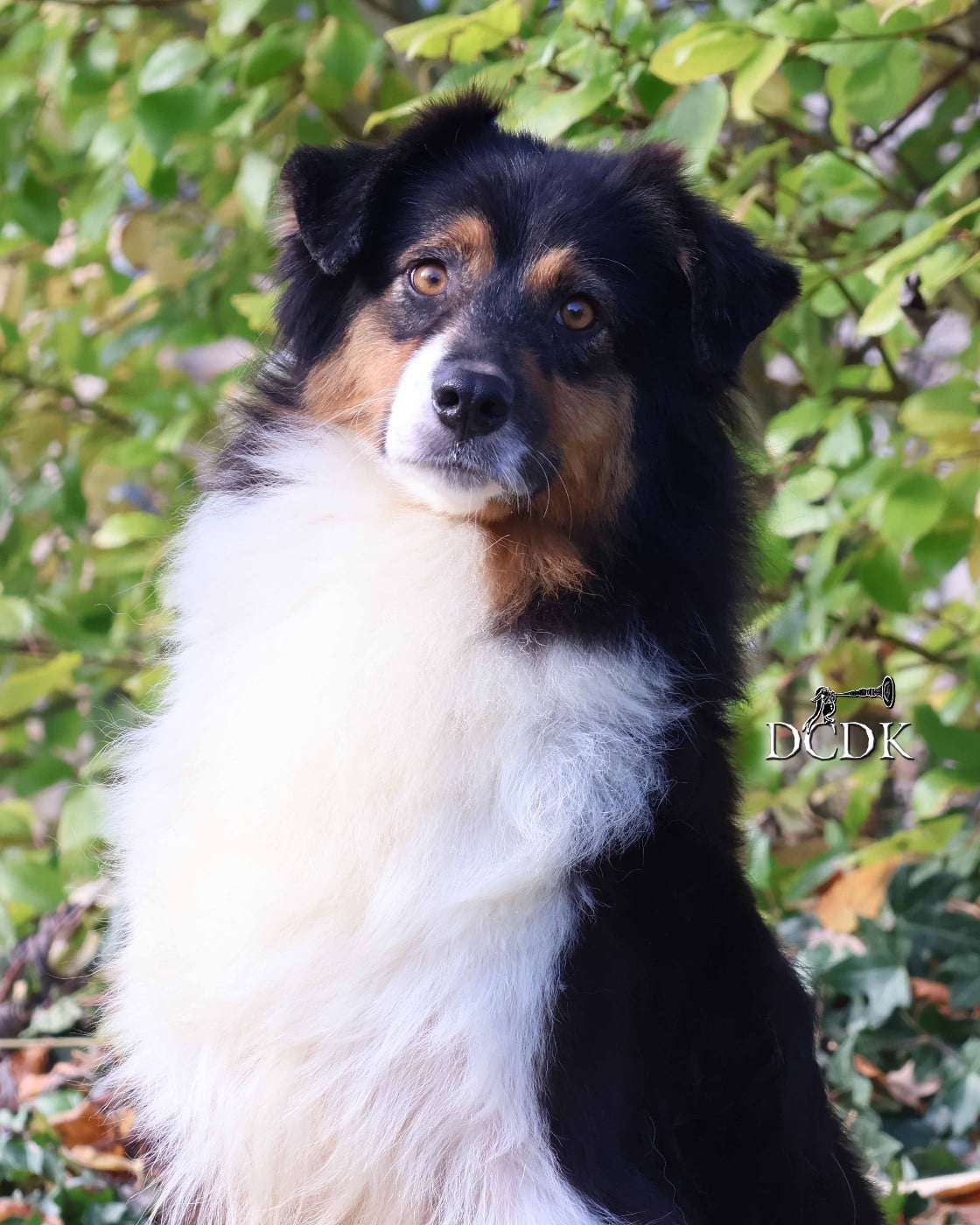 Publication : du chemin des korrigans Auteur : DCDK