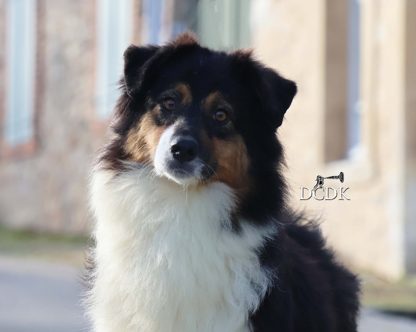 Publication : du chemin des korrigans Auteur : DCDK