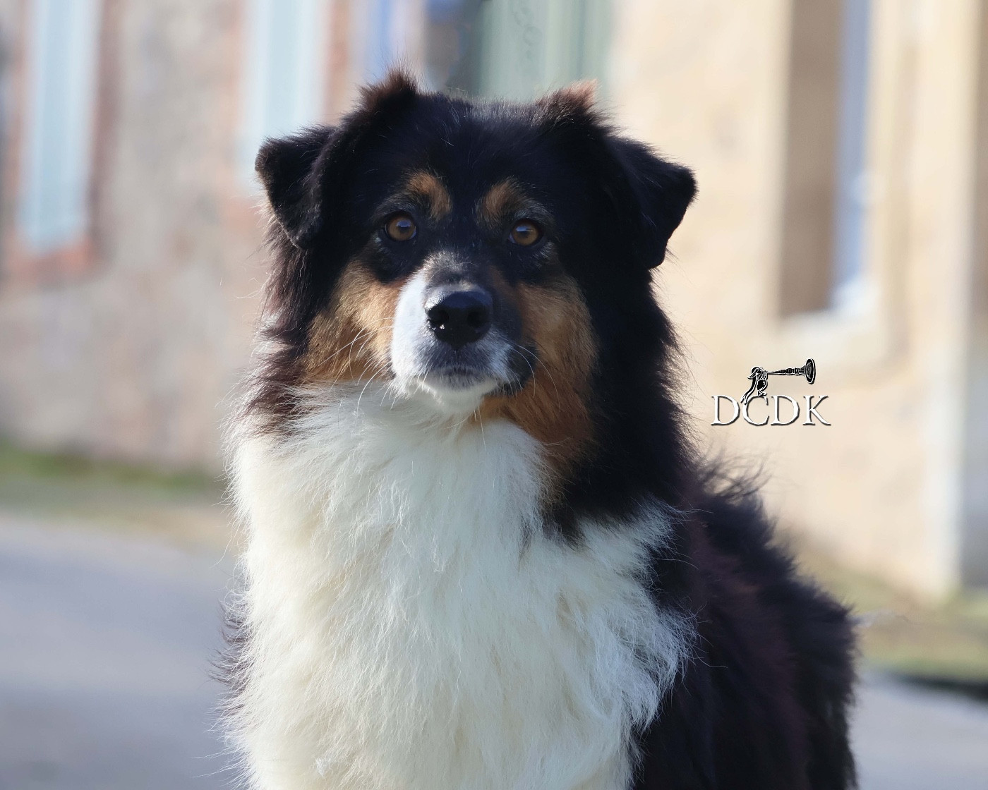 Publication : du chemin des korrigans Auteur : DCDK