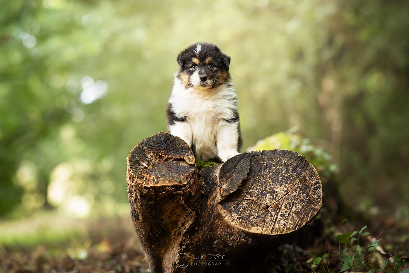 Publication : du chemin des korrigans Auteur : DCDK