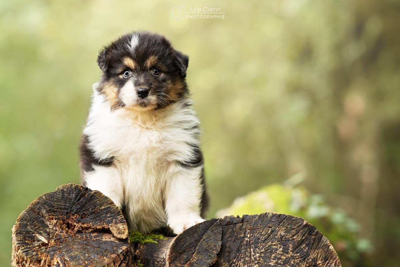 Publication : du chemin des korrigans Auteur : DCDK