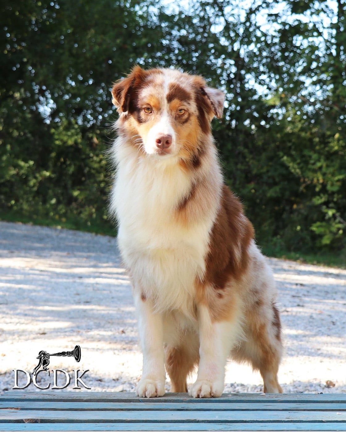 Publication : du chemin des korrigans Auteur : DCDK