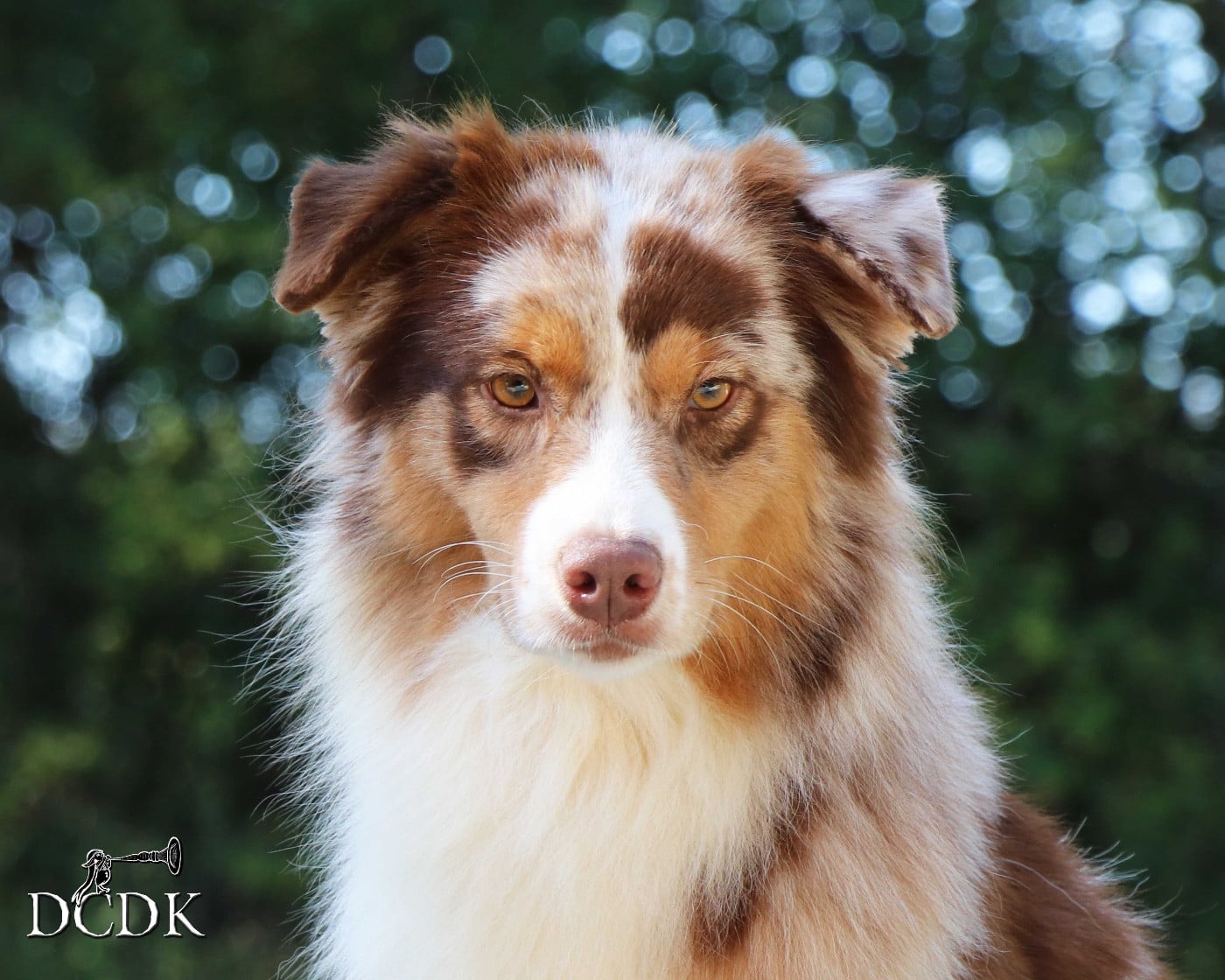 Publication : du chemin des korrigans Auteur : DCDK