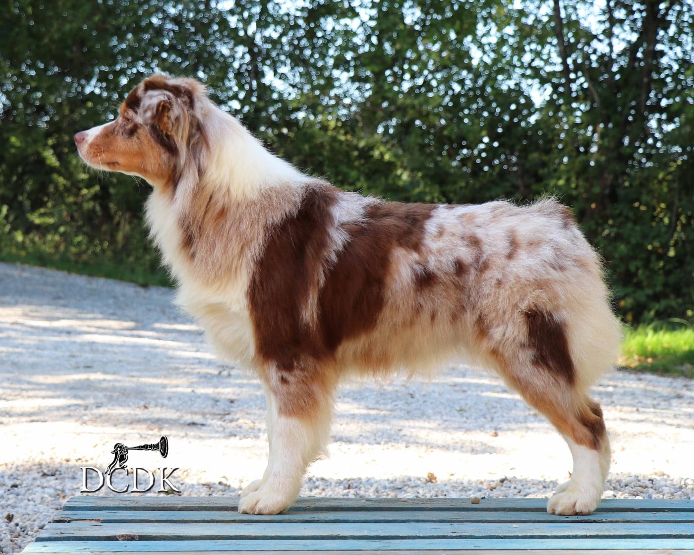 Publication : du chemin des korrigans Auteur : DCDK