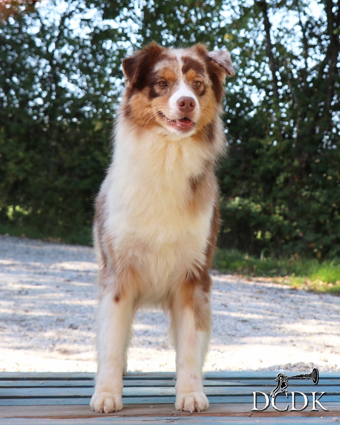 Publication : du chemin des korrigans Auteur : DCDK